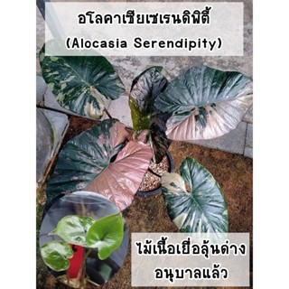 อโลคาเซียเซเรนดิพิตี้ลุ้นด่าง (Alocasia Serendipity Variegated) ไม้เนื้อเยื่ออนุบาลแล้ว