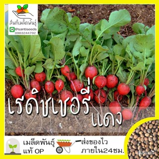 ผลิตภัณฑ์ใหม่ เมล็ดพันธุ์ 2022เมล็ดอวบอ้วน เรดิชเชอรี่สีแดง 200 เมล็ด CherryBelle Radish Seed เมล็ดอวบอ้วนแท้นำ /งอก XRO