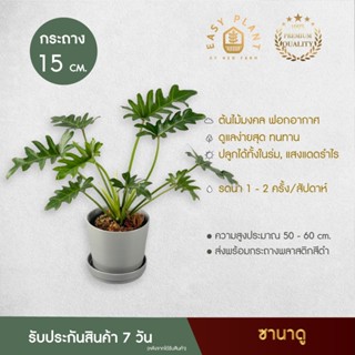 ต้นฟิโลเดนดรอนซานาดู (XL) : Philodendron Xanadu ต้นไม้ประดับ ต้นไม้มินิมอล ต้นไม้ตกแต่งบ้านและสวน สวยๆ - easyplant