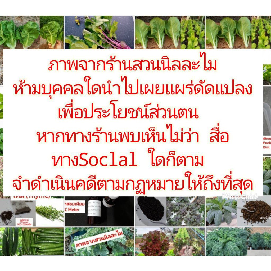 ผลิตภัณฑ์ใหม่-เมล็ดพันธุ์-เมล็ดพันธุ์สมุนไพรฝรั่งมาจอร์แรม-marjoram-400-เมล็ด-มีบริการเก็บเงินปลายทาง-yehd-ผักส-ต้นอ่อน