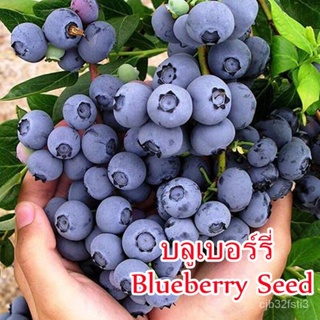 （คุณภาพสูง เมล็ด）Blueberry Seed 30Pcs Fruit Seed พันธุ์ไม้ผล เมล็ดพันธุ์ ต้นผลไม้ ต้นไม้ฟอกอากาศ ต้น/ต้นอ่อน ผัก ป/คะน B