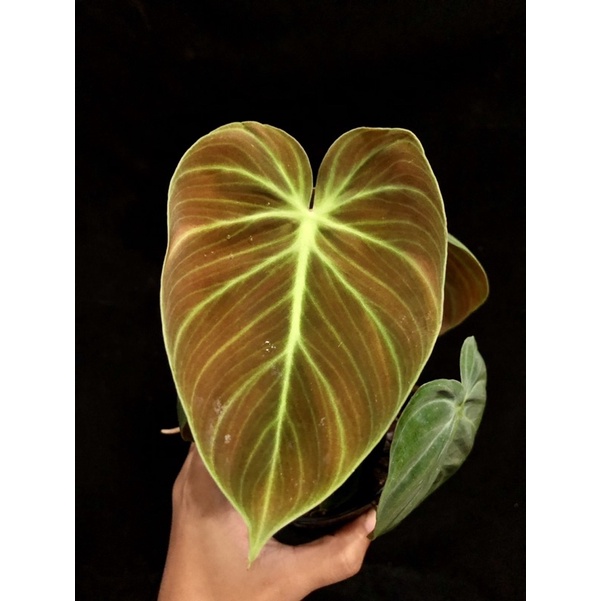 philodendron-elchocored-ไม้สวยราคาถูก