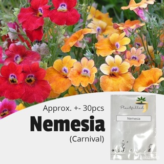 ผลิตภัณฑ์ใหม่ เมล็ดพันธุ์ จุดประเทศไทย ❤[Plantfilled] Nemesia Carnival Flower Seeds - Approx. 30 Seedsเมล็ดอวบอ /งอก ANN