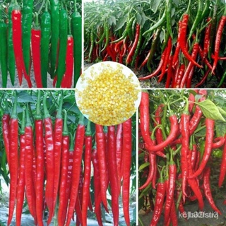 ผลิตภัณฑ์ใหม่ เมล็ดพันธุ์ จุดประเทศไทย ❤Philippines Ready Stock Long Chilli Seeds 50pcs/bag Giant Spices Spicy R/มะเขือ