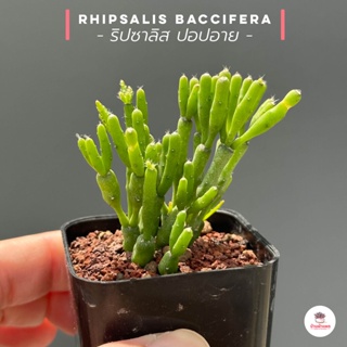 ริปซาลิส ปอปอาย Rhipsalis Baccifera กุหลาบหิน cactus&amp;succulentหลากหลายสายพันธุ์