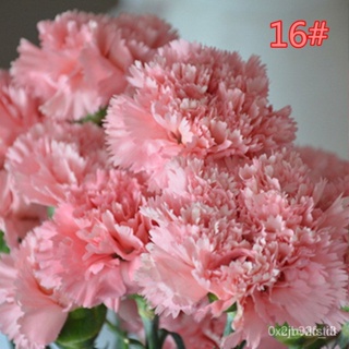 ผลิตภัณฑ์ใหม่ เมล็ดพันธุ์ 50pcs Carnation Seeds Flower Seeds Beautiful Bonsai Seed for Home Garden Plants #HY28 /ง่าย DN