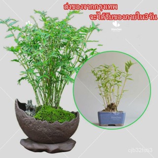 （คุณภาพสูง เมล็ด）50 แคป เมล็ดเมล็ด Phyllostachys Seeds Moso Bamboo ต้นไม้ฟอกอากาศ ต้นไม้มงคล /ง่าย ปลูก สวนครัว /กะเพรา