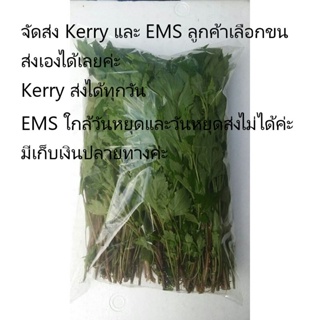 ภาพหน้าปกสินค้าผักสดปลอดสารพิษ จิงจูจ่าย บรรจุถุง 1 kg. ที่เกี่ยวข้อง