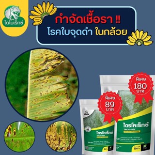 กำจัดเชื้อรา สาเหตุของโรคใบจุดดำ ในกล้วย ไตรโคเดอร์มา ไตรโคเร็กซ์ ปลอดภัยต่อคนและสัตว์เลี้ยง 100%