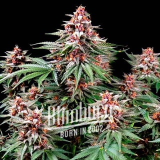 เมล็ดพันธุ์กัญชา Pink Runtz Auto Feminised Cannabis Seeds เพศเมีย เมล็ดกัญชานอก เมล็ดค่าย Blimburn แท้100% แบ่งขาย