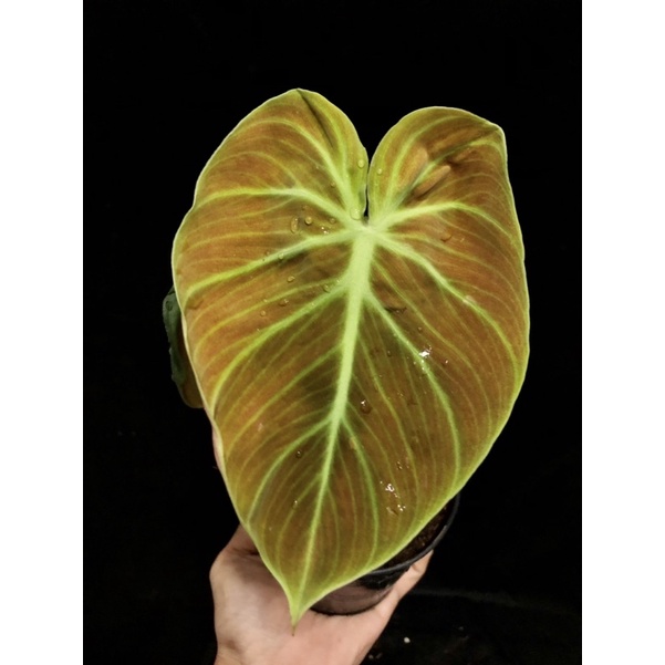 philodendron-elchocored-ไม้สวยราคาถูก