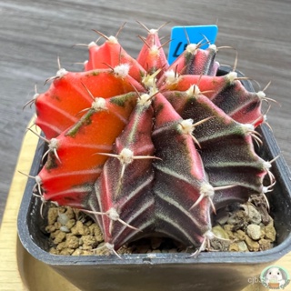 (B46) ต้นยิมโนด่าง คัดพิเศษ ไม้เมล็ด - (gymnocalycium) - แคคตัส/ต้นอ่อน FXQD