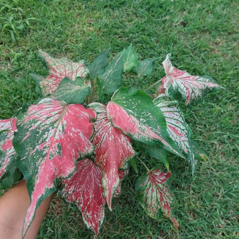 ไกรทองประเสริฐ-บอนสีไม้มงคล-กัดสีสวยมาก-ขขาดต้นใหญ่