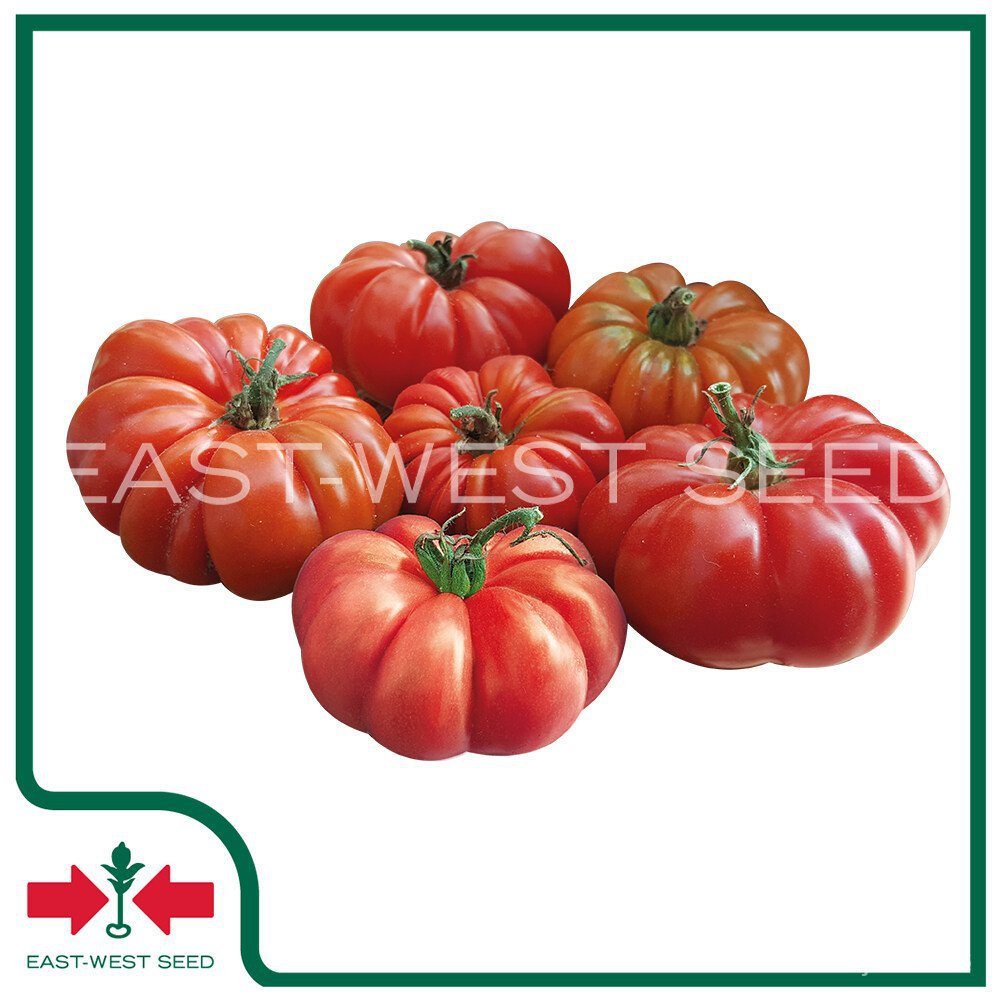 ผลิตภัณฑ์ใหม่-เมล็ดพันธุ์-เมล็ดพันธุ์คุณภาพสูงในสต็อกในประเทศไทยeast-west-seed-เมล็ดอวบอ้วนมะเขือเทศ-tomato-see-ง่าย-nu