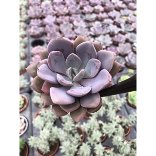 Echeveria Debbie  สีม่วงละมุน เลี้ยงง่าย สีหวาน