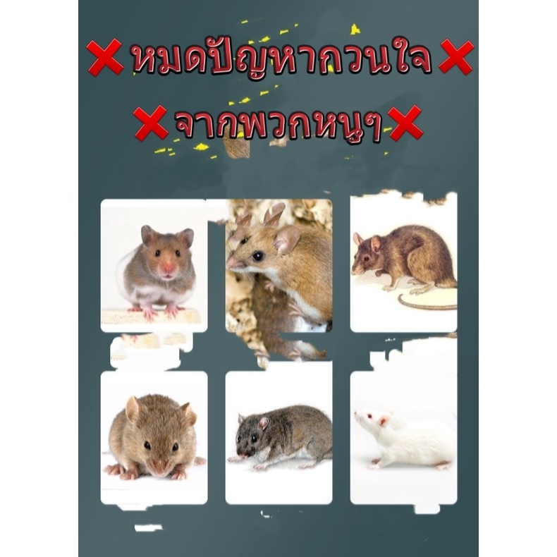 ขายส่ง-โปรสุดคุ้ม-5-กระปุก-เจลไล่หนูเนื้อคริสตัลยอดนิยมจากญี่ปุ่น-ของแท้-ใช้ได้ทั้งในบ้านและรถยนต์