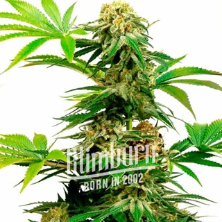 เมล็ดพันธุ์กัญชา CBD Harlequin (1:25) Feminised Cannabis Seeds เพศเมีย เมล็ดกัญชานอก เมล็ดค่าย Blimburn แท้100% แบ่งขาย