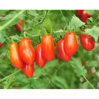 （คุณภาพสูง เมล็ด）เมล็ดพันธุ์ มะเขือเทศราชินี สีแดง (Red Roma Tomato) บรรจุ 30 เมล็ด รสชาดเปรี/ง่าย ปลูก สวนครัว /ง่าย ZM