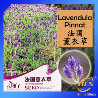 ผลิตภัณฑ์ใหม่ เมล็ดพันธุ์ จุดประเทศไทย ❤D051 LAVENDULA PINNAT FLOWER GODDESS VEGETABLE FLOWER FRUIT HERB SEEDเม /ง่าย KK