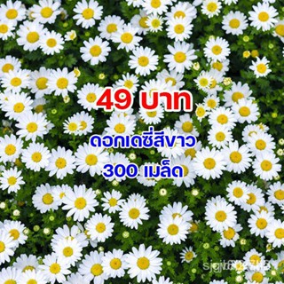 ผลิตภัณฑ์ใหม่ เมล็ดพันธุ์ AUGIE888 ลด70.- เมล็ดพันธุ์ ดอกเดซี่สีขาว 300 เมล็ดSilver Princess Shasta Daisy Seed  /ต้นอ่อน