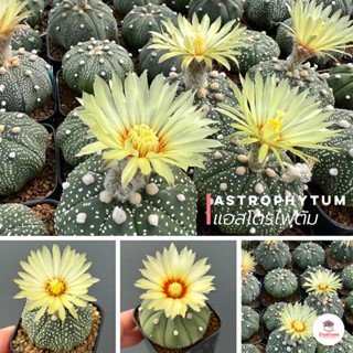 แอสโตรไฟตัม Astrophytum แคคตัส กระบองเพชร cactus&amp;succulent