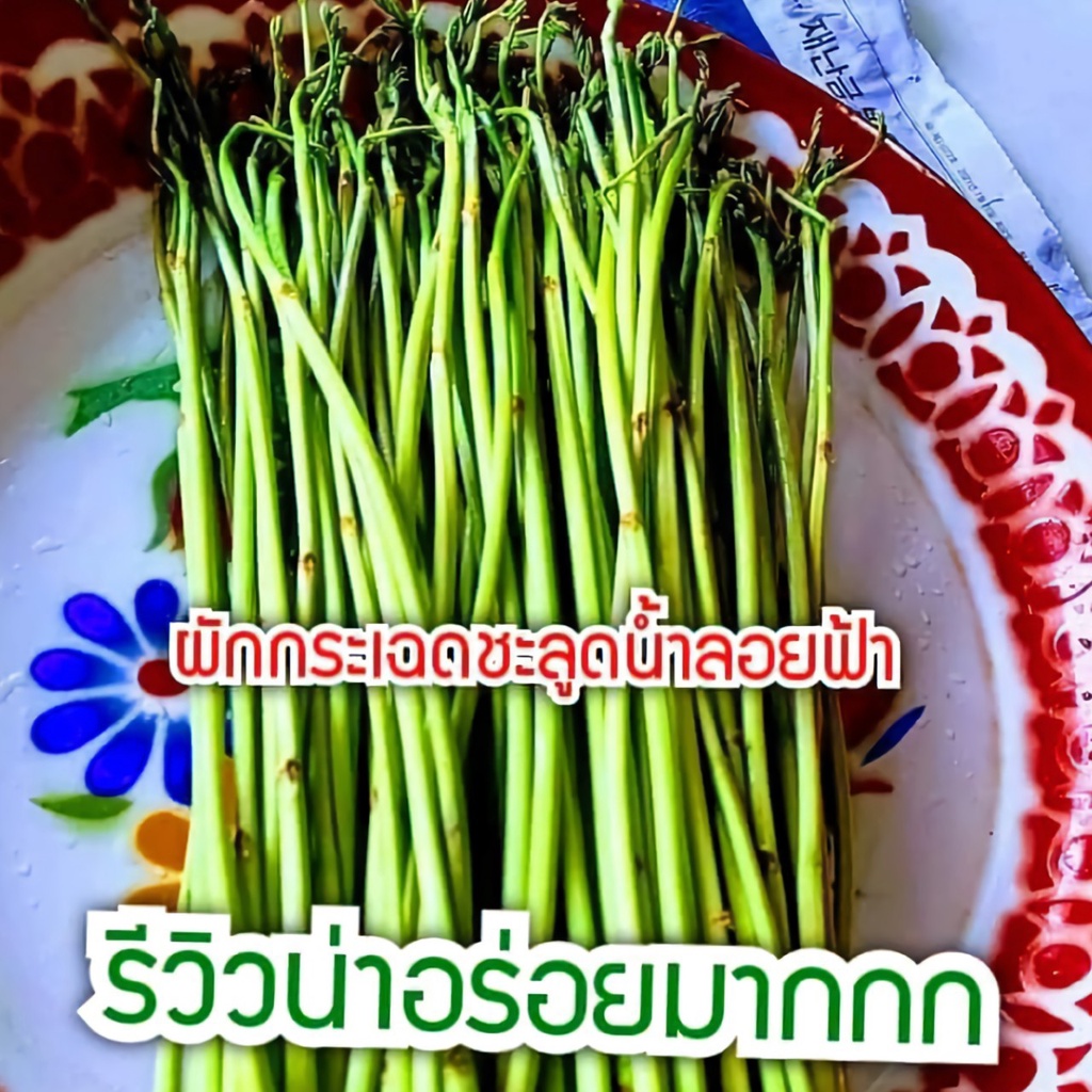 ผักกระเฉดชะลูดน้ำลอยฟ้า-ขนาด-1-มัด-500-600-กรัม-ผักกระเฉด-มัดใหญ่-กรอบ-สดใหม่-สะอาด-ทำอาหารได้หลายเมนู