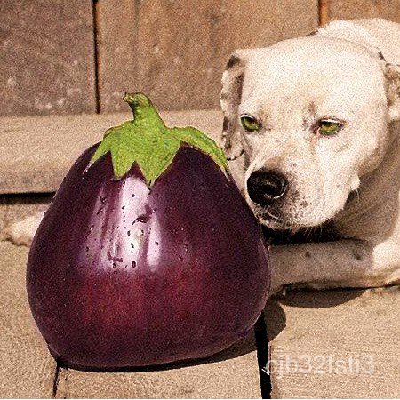 คุณภาพสูง-เมล็ด-เมล็ดพันธุ์-มะเขือยักษ์-แอสแวด-aswad-giant-eggplant-seed-บรรจุ-15-เมล็ด-คุณภาพดี-ราคาถูก-ของแ-กะเพรา