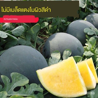 ผลิตภัณฑ์ใหม่ เมล็ดพันธุ์ เมล็ดพันธุ์คุณภาพสูงในสต็อกในประเทศไทย□เมล็ดแตงโมดำไร้เมล็ดเนื้อสีเหลืองหวานสุด ๆ เมล /ง่าย RQ