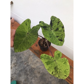 Colocasia Mojito ☘ โมฮิโต☘โมจิโต้ 📌ได้สินค้าตามรูป📌อ่านรายละเอียดก่อนสั่งซื้อ