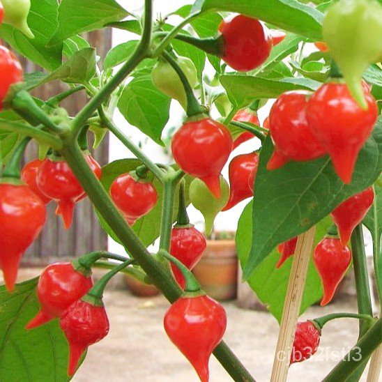 คุณภาพสูง-เมล็ด-เมล็ดพันธุ์-พริกไบควินโฮ-สีแดง-red-biquinho-pepper-seed-บรรจุ-10-เมล็ด-คุณ-ง่าย-ปลูก-สวนครัว-ต้นอ่อน