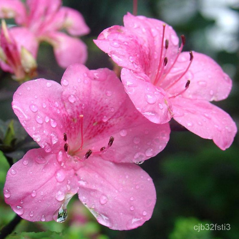 คุณภาพสูง-เมล็ด-เมล็ดพันธุ์-โรโดเดนดรอน-rhododendron-flower-seeds-บรรจุ-50-เมล็ด-บอนสีหายาก-ต้นไม้ม-กะเพรา-ผัก-ป-คะน-17