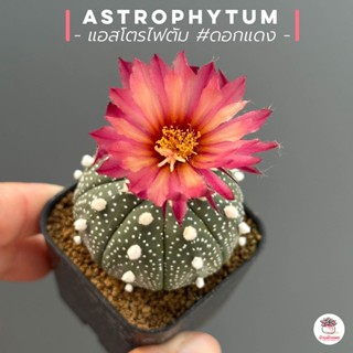 แอสโตรไฟตัม #ดอกแดง Astrophytum แคคตัส กระบองเพชร cactus&amp;succulent