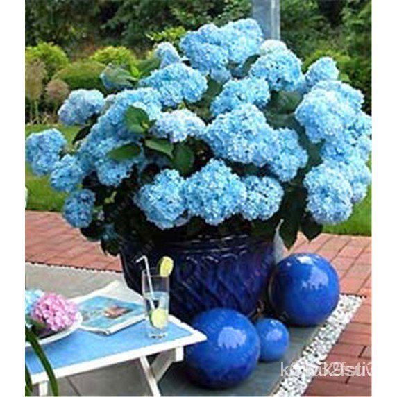 ผลิตภัณฑ์ใหม่-เมล็ดพันธุ์-mix1pcs-bag-bonsai-flower-seed-hydrangea-garden-plant-hydrangea-flower-pot-vase-seed-ต้นอ่อน