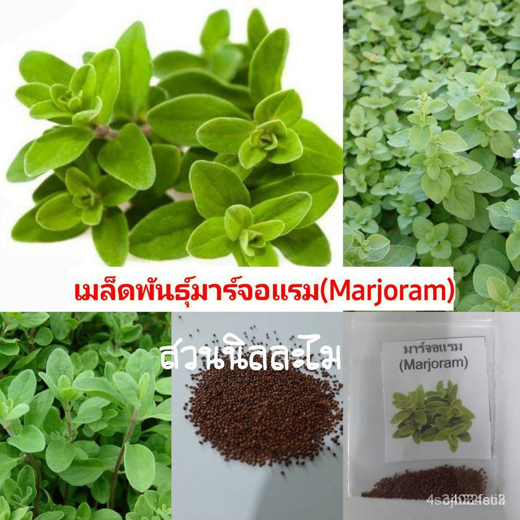 ผลิตภัณฑ์ใหม่-เมล็ดพันธุ์-เมล็ดพันธุ์สมุนไพรฝรั่งมาจอร์แรม-marjoram-400-เมล็ด-มีบริการเก็บเงินปลายทาง-yehd-ผักส-ต้นอ่อน