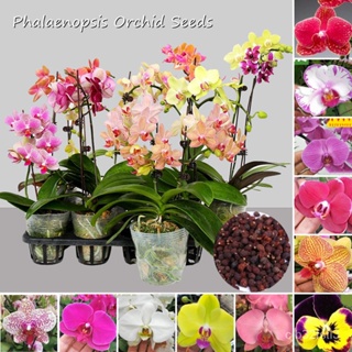 ผลิตภัณฑ์ใหม่ เมล็ดพันธุ์ จุดประเทศไทย ❤[Fast Germination] 50 Seeds Rare Colorful Phalaenopsis Orchid Seeds for /งอก 7BE