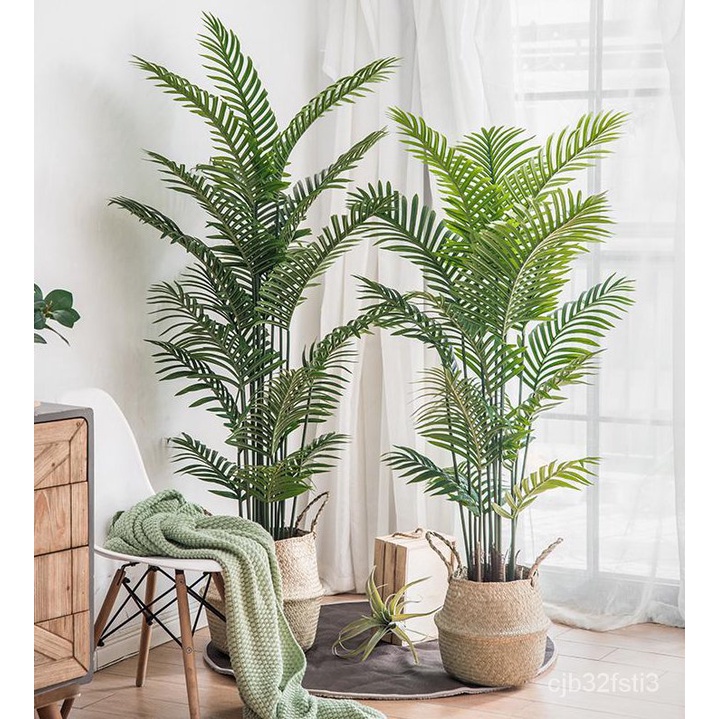 คุณภาพสูง-เมล็ด-10แคปซูล-ถุง-เมล็ดปาล์มอาริกา-areca-palm-seeds-ต้นไม้มงคล-ต้นไม้ฟอกอากาศ-ต-ง่าย-ผัก-ปลูก-ง่าย-hnql
