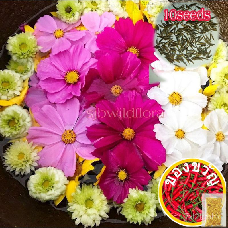50 Graines Cosmos 'Dwarf Sensation' - Cosmos Bipinnatus Nain - Fleurs Roses, Rouges, Blanches - Idéal Balcons, Petits Jardins - Le Grenier D'Abondance - 3