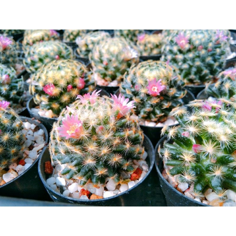 แมมขนนกเหลืองคละสีดอก-ไม้เมล็ด-ใหญ่ๆเต็มกระถาง2นิ้ว-ขนนกแคคตัส-mammillaria-schiedeana