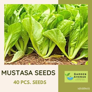 ผลิตภัณฑ์ใหม่ เมล็ดพันธุ์ จุดประเทศไทย ❤Mustasa Seeds (Hybrid) 1pack - 800pcs Seedsเมล็ดอวบอ้วน 100% รอคอยที่จะใ/ต้นอ่อน