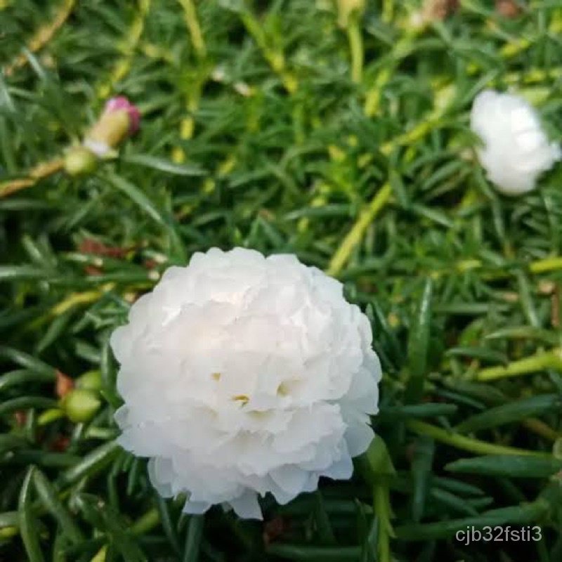 คุณภาพสูง-เมล็ด-เมล็ดพันธุ์-ดอกแพรเซียงไฮ้-ดอกซ้อนะสีขาว-white-portulaca-double-flower-por-ง่าย-ปลูก-สวนครัว-มะระ-nj