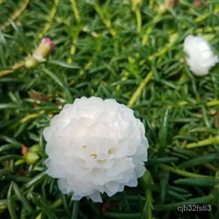 （คุณภาพสูง เมล็ด）เมล็ดพันธุ์ ดอกแพรเซียงไฮ้ ดอกซ้อนะสีขาว (White Portulaca Double Flower (Por/ง่าย ปลูก สวนครัว /มะระ NJ