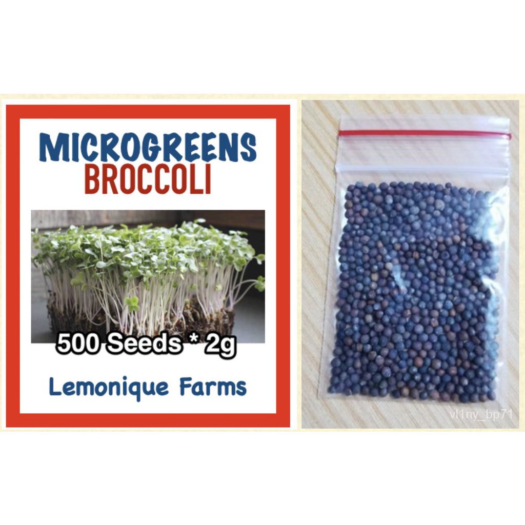 เมล็ดพันธุ์-ใหม่-สายพันธุ์-จุดประเทศไทย-microgreens-seeds-set-b-high-quality-microgreens-sprout-seeds-non-gmo-m-กะเพรา