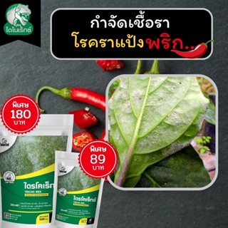 กำจัดเชื้อรา สาเหตุของโรคราแป้ง ในพริก ไตรโคเดอร์มา ไตรโคเร็กซ์ ปลอดภัยต่อคนและสัตว์เลี้ยง 100%