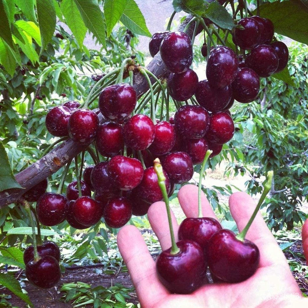 ผลิตภัณฑ์ใหม่-เมล็ดพันธุ์-black-cherry-tree-seeds-10pcs-sweet-cherry-seeds-shrub-prunus-cerasus-cherry-tree-edib-ต้นอ่อน