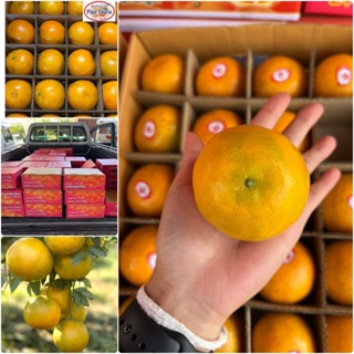 สินค้า [ส่งของทุกวัน] ส้มสายน้ำผึ้ง ไม่แว็กซ์ กล่อง3kg/5kg สดจากสวนอ.ฝาง