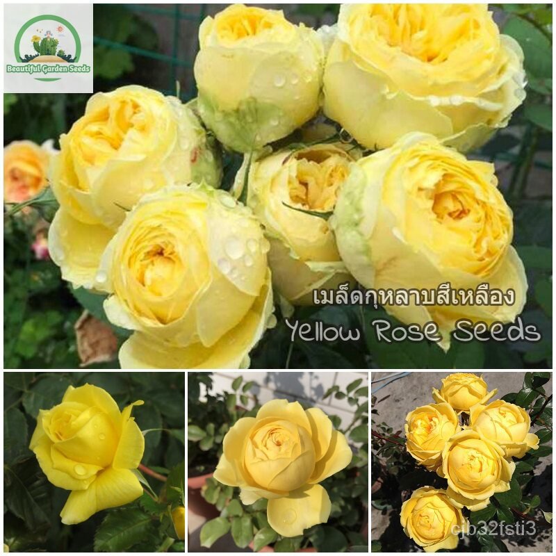 คุณภาพสูง-เมล็ด-เมล็ดพันธุ์-ดอกกุหลาบสีเหลือง-yellow-rose-flower-seeds-พันธุ์ดอกไม้-ต้นไม้ปร-งอก-ผัก-ปลูก-งอก-7cfg