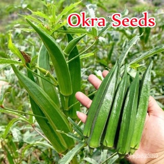 ผลิตภัณฑ์ใหม่ เมล็ดพันธุ์ 2022ปลูกง่าย ปลูกได้ทั่วไทย ของแท้ 100% 50pcs Organic Green Okra Seeds Fresh Vegetabl /ต้นอ่อน