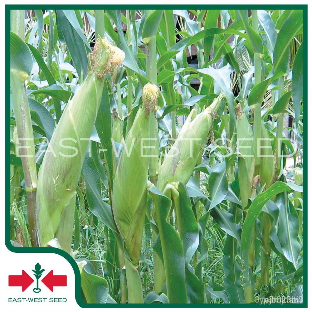 ผลิตภัณฑ์ใหม่-เมล็ดพันธุ์-2022east-west-seed-เมล็ดอวบอ้วนข้าวโพด-waxy-corn-seeds-บิ๊กไวท์-852-f1-เมล็ดอวบอ้วน-ง่าย-rz
