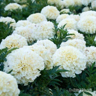 ผลิตภัณฑ์ใหม่ เมล็ดพันธุ์ 2022เมล็ดพันธุ์ ดาวเรืองสีขาว (White African Marigold) บรรจุ 10 และ 40 เมล็ด PGKA คละ สว/ I6OS