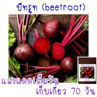 เมล็ดพัน​ธุ์​  บีทรูท​ Beetroot​ 30​ เมล็ด​/ง่าย ปลูก สวนครัว เมล็ด/ง่าย 0QCA